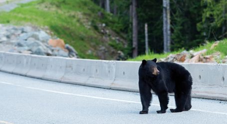 Comment rendre les routes moins meurtrières pour la faune